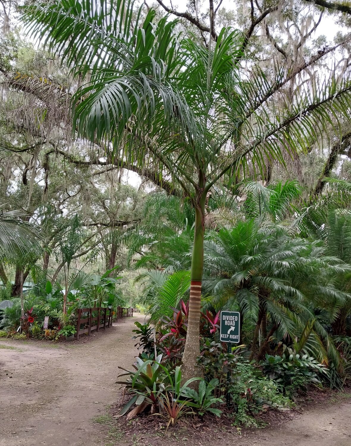 The Royal Palm can be found in Cuba, Central America and Florida.